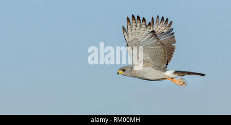 Eine einzige Ost- oder blass Chanting Goshawk im Flug gleich nach dem Entfernen, Wüste, Lewa Lewa Conservancy, Kenia, Afrika Stockfoto