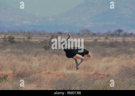 Somalischen Strauße (Struthio Kamele molybdophanes) Wandern in der Savanne von Tsavo Ost Nationalpark, Kenia Stockfoto