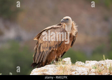 Eurasian Griffon Vulture im Norden von Spanien Stockfoto