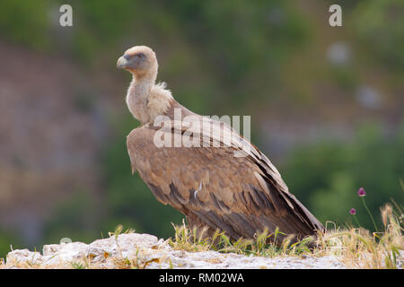 Eurasian Griffon Vulture im Norden von Spanien Stockfoto