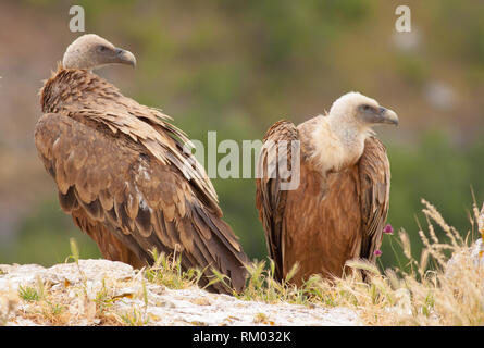 Eurasian Griffon Vulture im Norden von Spanien Stockfoto