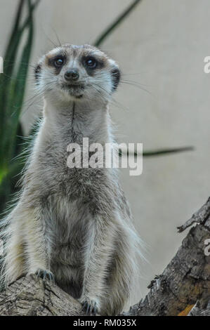 Süße Erdmännchen auch bekannt als Meer Kat oder Erdmännchen hoch in einem Naturreservat in Südafrika Stockfoto