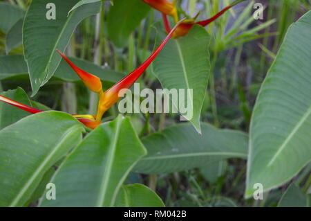 Heliconia Psittacorum Pflanzen, Blumen und Blätter Stockfoto