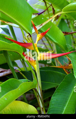 Heliconia Psittacorum Pflanzen, Blumen und Blätter Stockfoto