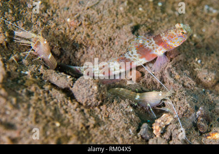 Fleckige Shrimpgoby, Amblyeleotris periophthalma, mit paar Snapping Shrimp (Alpheus sp.) am Eingang des Lochs auf schwarzem Sand, Pong Pong Tauchplatz, Se Stockfoto