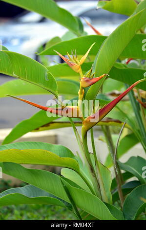 Heliconia Psittacorum Pflanzen, Blumen und Blätter Stockfoto