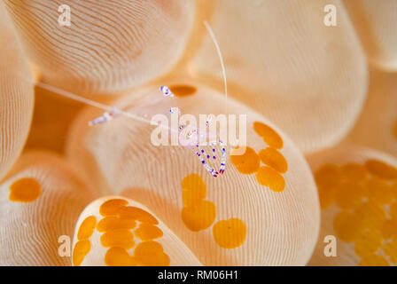 Kommensalen Garnelen, Vir philippinensis, auf Bubble Coral, Plerogyra sinuosa, mit Acoel Plattwürmer, Waminoa sp, Batu Merah Tauchplatz, Lembeh Straits, Sula Stockfoto