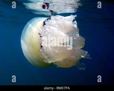 Barrel Quallen oder Mülleimer - Deckel Quallen oder FRILLY-mouthed rhizostoma Pulmo true quallen Klasse scyphozoa wird sanft entfernt am Meer durchgeführt Aktuelle Stockfoto