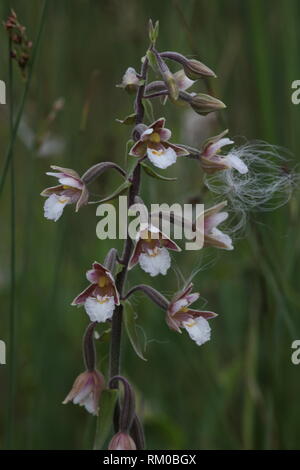 Marsh Helleboine (Epipactis palustris) In gefangen Samen der cottongras in einer Kalkhaltigen fen in Westdeutschland. Stockfoto