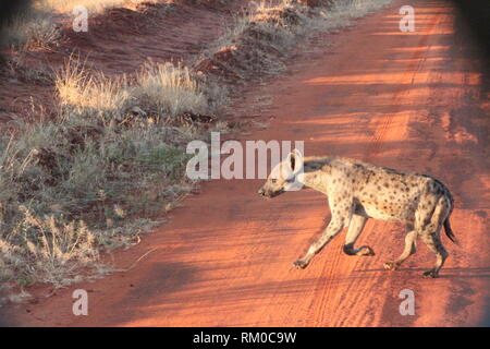 Einen galoppierenden Tüpfelhyäne (Crocuta crocuta) im Tsavo Ost Nationalpark, Kenia Stockfoto