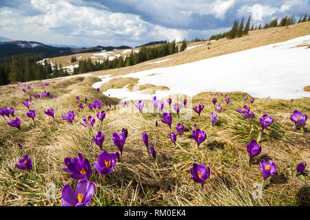 In der Nähe von schönen ersten Frühling Blumen, violette Krokusse blühen in den Karpaten auf hellen Frühling Morgen auf unscharfen Sonnig goldenen backgrou Stockfoto