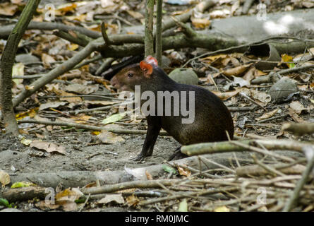 Eine rote rumped Agouti, lateinischer Name Dasyprocta leporina, auf dem Boden des Regenwaldes in Tobago sitzen. Stockfoto