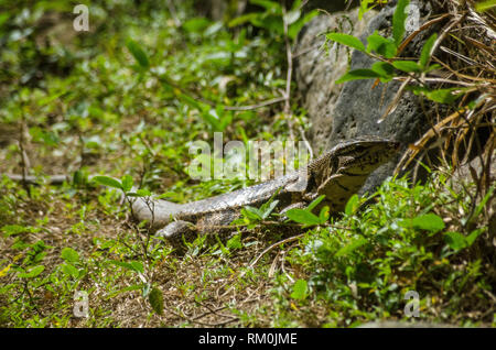 Eine goldene tegu Eidechse, lateinischer Name Tupinambis teguixin, lokal als Sally Maler bekannt, im Regenwald in Tobago lauert. Stockfoto