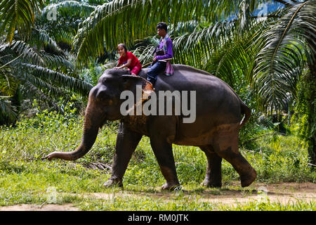 Vajra Garrett reitet auf einem Elefanten an einem Eco Resort - Khao Sok, THAILAND Stockfoto