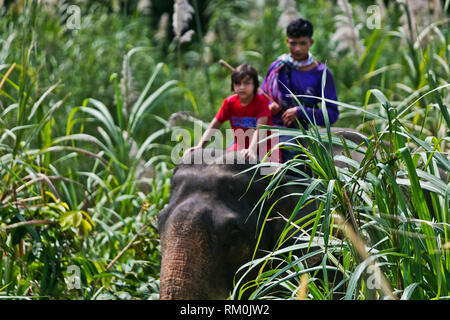 Vajra Garrett reitet auf einem Elefanten an einem Eco Resort - Khao Sok, THAILAND Stockfoto