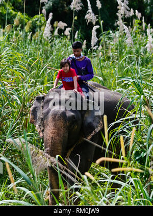 Vajra Garrett reitet auf einem Elefanten an einem Eco Resort - Khao Sok, THAILAND Stockfoto