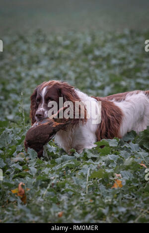 Traditionelle englische Spiel im Herbst Landschaft mit Gewehr Hunde. Stockfoto
