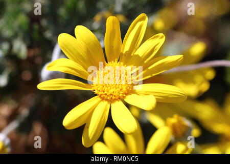 Nahaufnahme der gelbe Blume von Golden daisy Bush in einem Garten Stockfoto