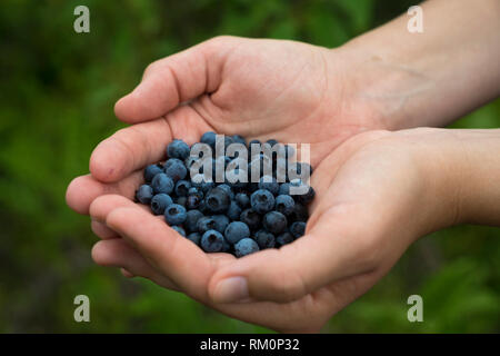 Eine Handvoll frische Blaubeeren abgeholt in einer bergigen Region der Vereinigten Staaten. Stockfoto