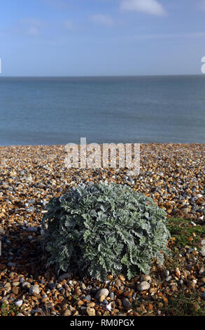 Sea kale (Crambe maritima) auf dem Kiesstrand an der Bucht von Sandwich, Kent, UK. Stockfoto