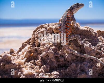 Lizard baden in der chilenischen Sonne. Stockfoto