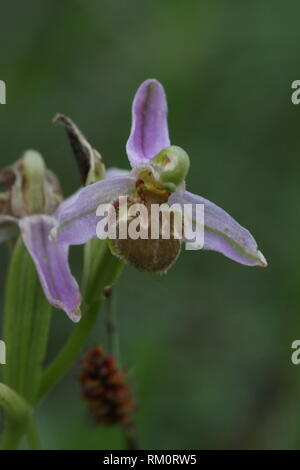 Biene Orchidee (Ophrys Apifera) Stockfoto