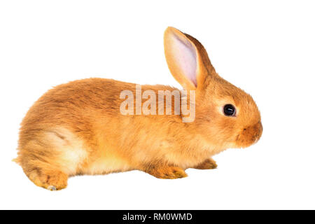 Red Rabbit auf weißem Hintergrund Stockfoto