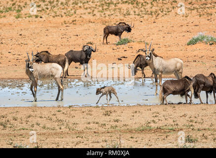 Tiere sammeln zu einem Wasserloch im südlichen afrikanischen Savanne Stockfoto