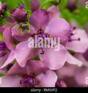 Eine Makroaufnahme eines Molène südlichen Charme der Blüte. Stockfoto