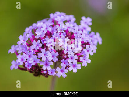 Eine Makroaufnahme einer rosa Eisenkraut Blüte. Stockfoto