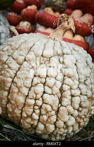 Grüne zerknittert Kürbisse mit Zeilen und Stapel von Turban squash dahinter auf einem marokkanischen Markt auf der Seite einer Straße in Fes. Stockfoto