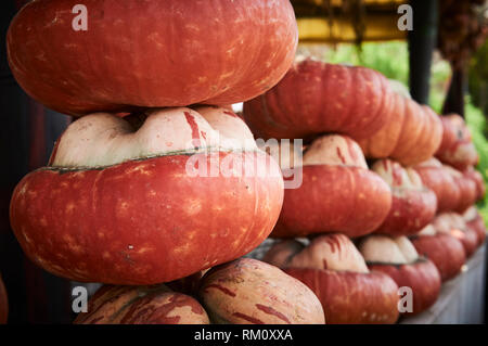 Reihen gestapelt Turban Squash auf einer Straßenseite Markt gerade außerhalb von Fes, Marokko, Afrika. Stockfoto