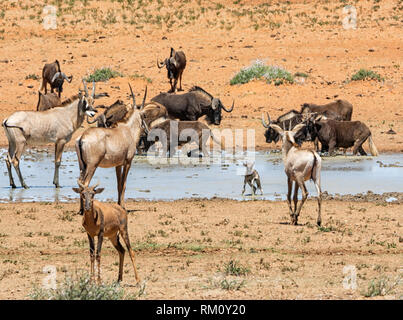 Tiere sammeln zu einem Wasserloch im südlichen afrikanischen Savanne Stockfoto