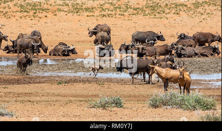 Tiere sammeln zu einem Wasserloch im südlichen afrikanischen Savanne Stockfoto