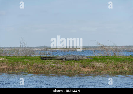 American alligator Servelas entlang der Apopka Loop Trail in Orange County Florida USA Stockfoto