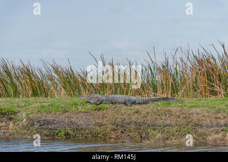 American alligator Servelas entlang der Apopka Loop Trail in Orange County Florida USA Stockfoto