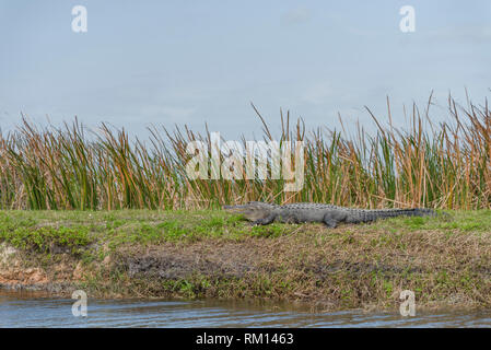 American alligator Servelas entlang der Apopka Loop Trail in Orange County Florida USA Stockfoto