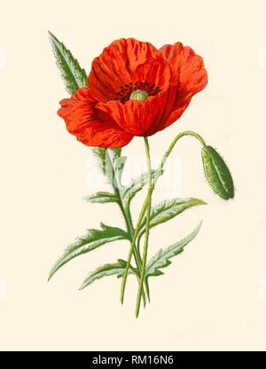 Die carlet Poppy', 1877. Schöpfer: Frederick Edward Hulme. Stockfoto