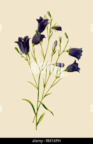 "Harebell', 1877. Schöpfer: Frederick Edward Hulme. Stockfoto