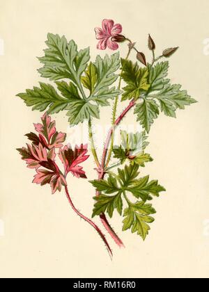 'Herb-Robert', 1877. Schöpfer: Frederick Edward Hulme. Stockfoto