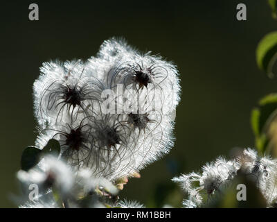 Hintergrundbeleuchtung Früchte der Bart Anlage eines alten Mannes (Clematis vitalba) im Herbst Stockfoto