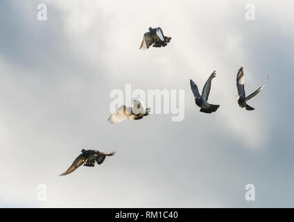 Ein Schuss von einem Schwarm fliegender verwilderte Tauben. Stockfoto