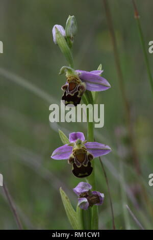 Blühende Bienen-ragwurz (Ophrys apifera), Halsberg, Eifel, Deutschland. Stockfoto