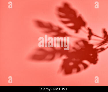 Ansicht von oben geschossen Schatten von monstera Pflanze Philodendron die Blätter in einer Farbe des Jahres 2019 Lebende Korallen Pantone. Stockfoto