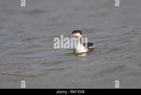 Slawonische Grebe - Cleethorpes Country Park, Lincolnshire Stockfoto