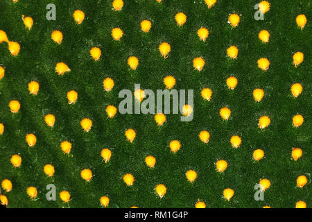 Textur eines Opuntia microdasys Kaktus Anlage Stockfoto