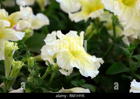 Schöne gelbe petunia Blumen in floralen Details Hintergrundbild. Selektiver Fokus Stockfoto