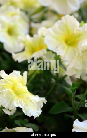 Schöne gelbe petunia Blumen in floralen Details Hintergrundbild. Selektiver Fokus Stockfoto