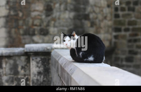 Schwarze und weiße Katze sitzen auf der Mauer in Dubrovnik. Stockfoto