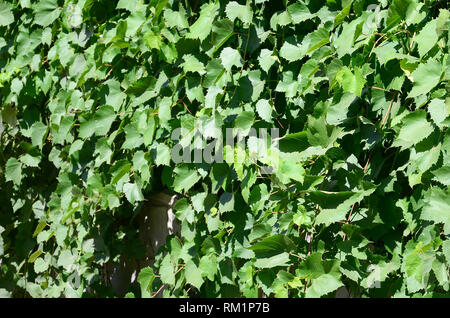 Textur einer Wand mit Efeu aus grünen Blättern in einem Weinberg in der Nähe überwuchert bis Stockfoto